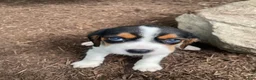 Beaglier dogs for sale: Adam - Ad 5