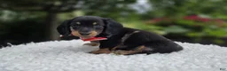 Miniature Dachshund dogs for sale: Flint - Ad 3