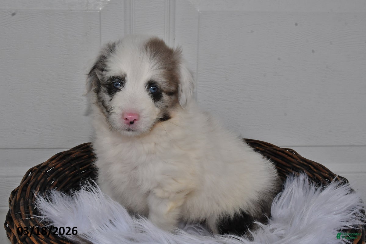 Aussiedoodle dogs Oscar - Ad 1