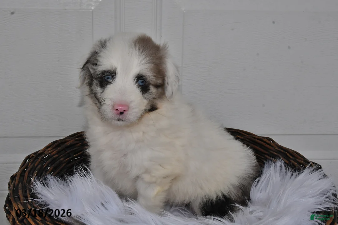 Aussiedoodle dogs for sale: Oscar - Ad 1