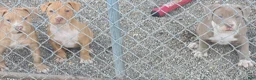 American Pit Bull Terrier dogs for sale: Khan - Ad 5