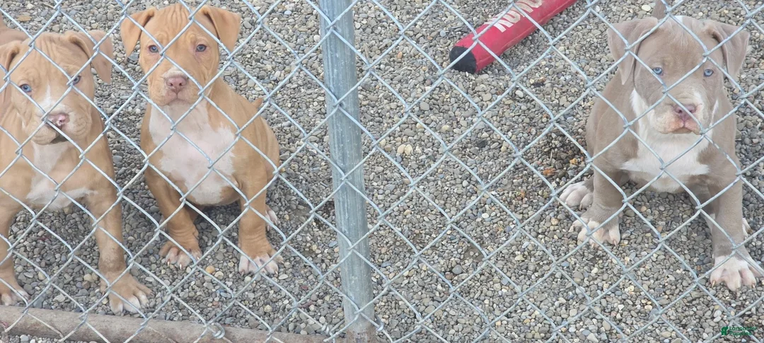 American Pit Bull Terrier dogs for sale: Khan - Ad 5