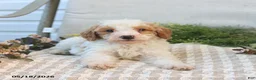 Mini Goldendoodle dogs for sale: Mason - Ad 3