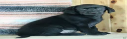 Labrador Retriever dogs for sale: Betty  - Ad 5