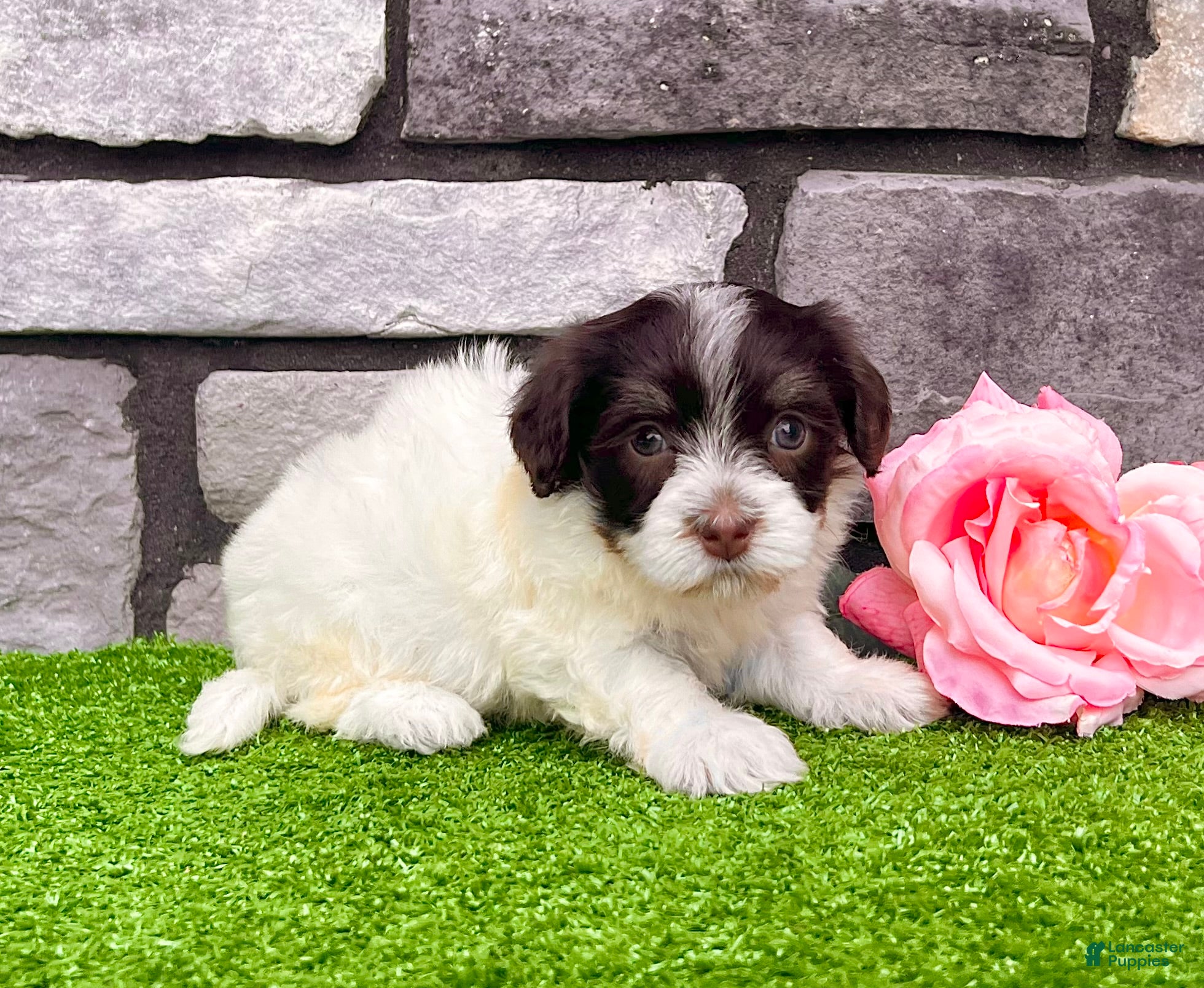 Havanese dogs Carmen - Ad 1