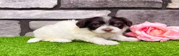 Havanese dogs for sale: Carmen - Ad 1