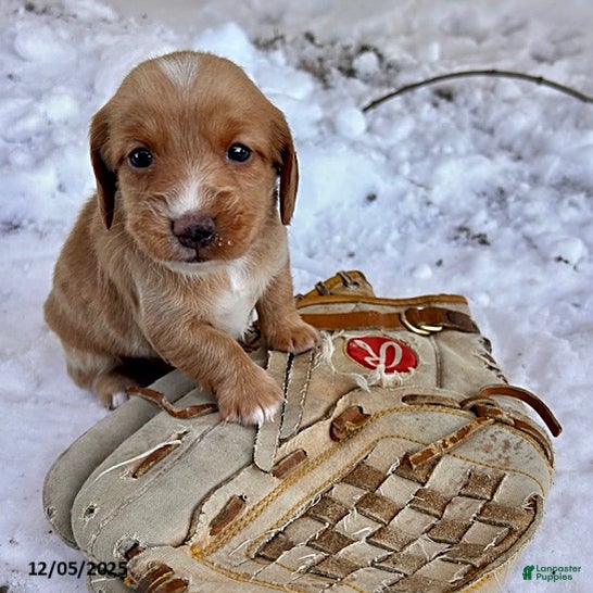 Dachshund dogs Jake - Ad 16