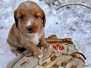 Dachshund dogs Jake - Ad 9