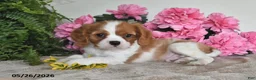 Cavalier King Charles Spaniel dogs for sale: Bouncer - Ad 3