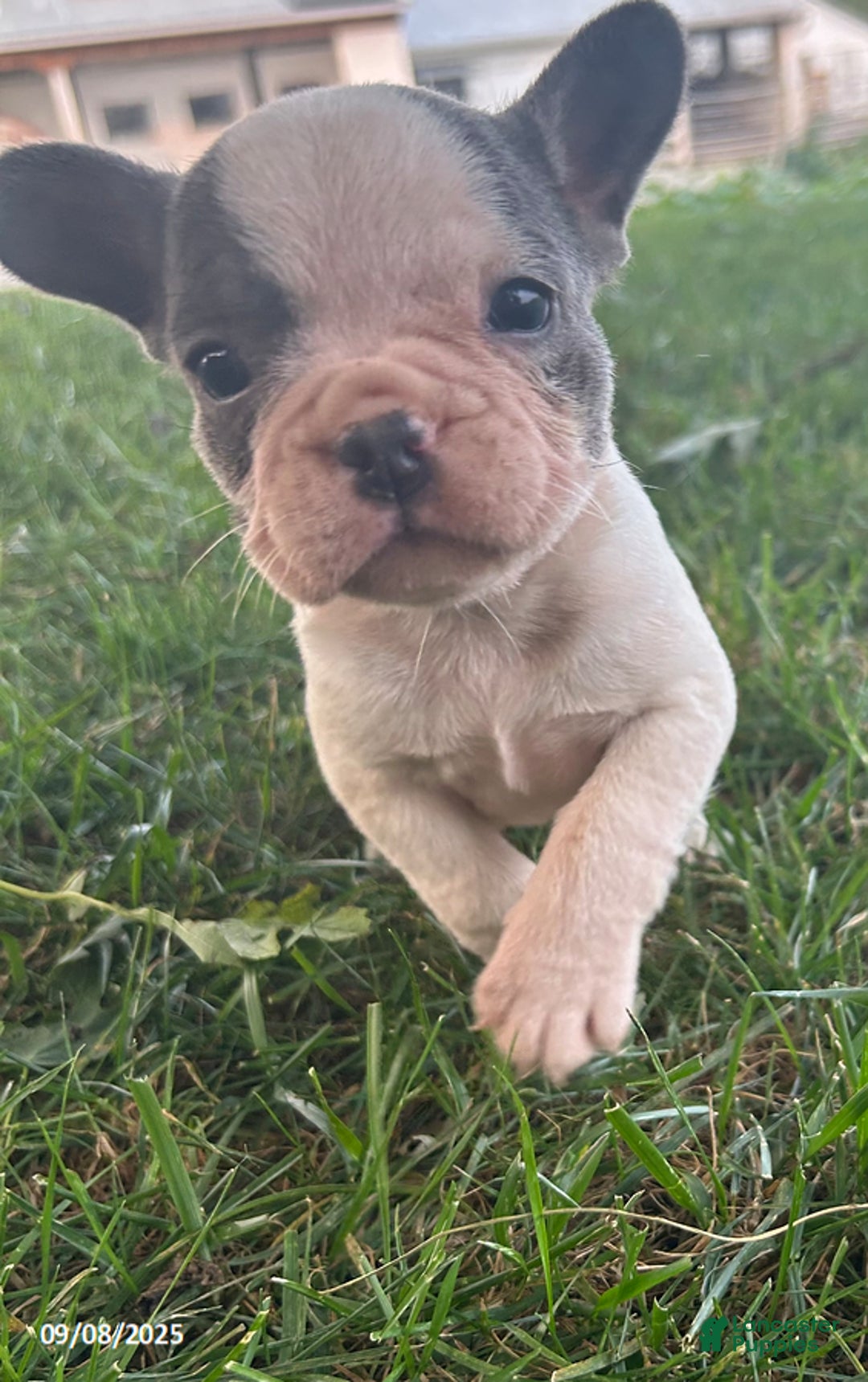 French Bulldog dogs for sale: Bonnie - Ad 17