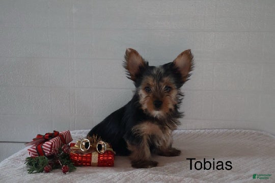 Yorkshire Terrier dogs Tobias - Ad 42