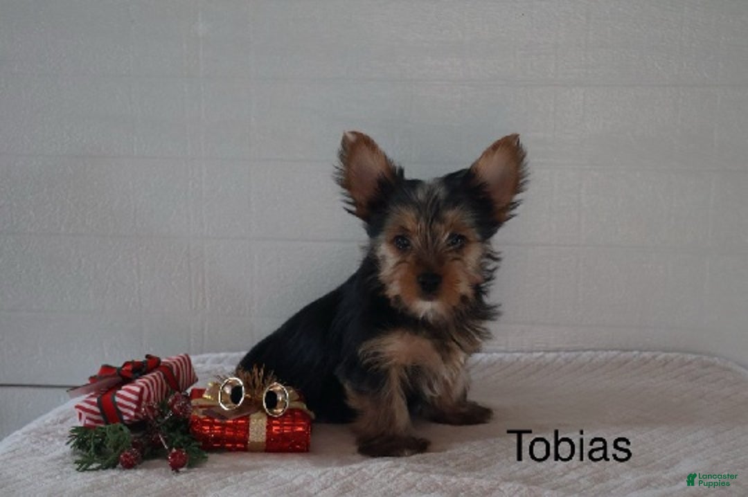 Yorkshire Terrier dogs for sale: Tobias - Ad 1