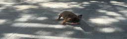 French Bulldog dogs for sale: French Bulldog 2 - Ad 2