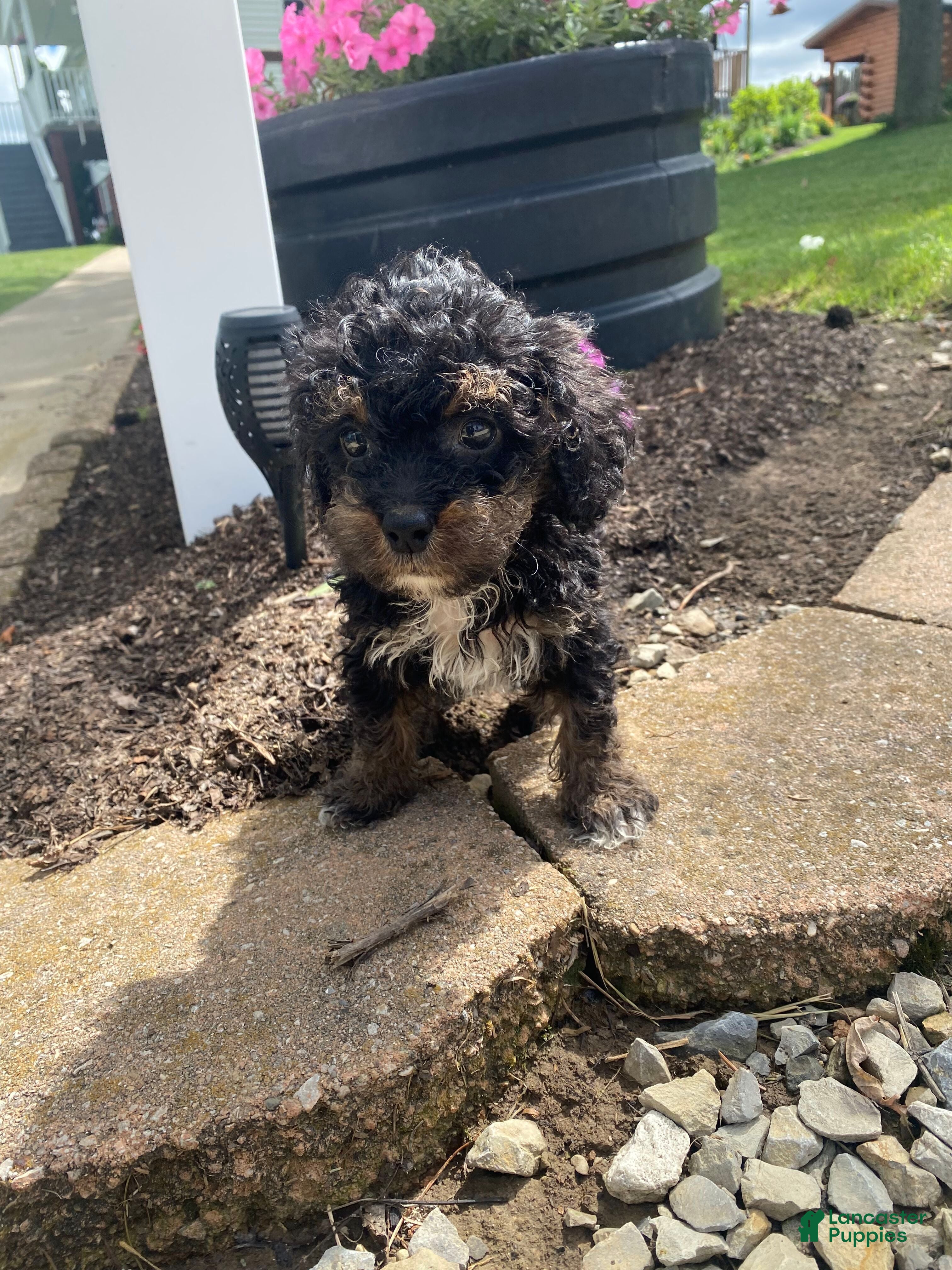 Cavapoo dogs Hank - Ad 2