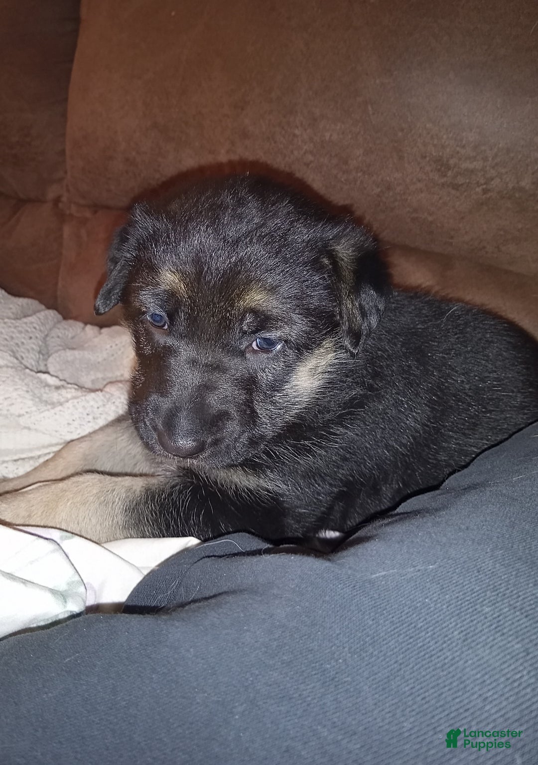 German Shepherd dogs for sale: Diamond - Ad 5