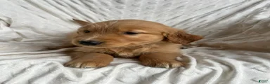 Golden Retriever Puppy 1