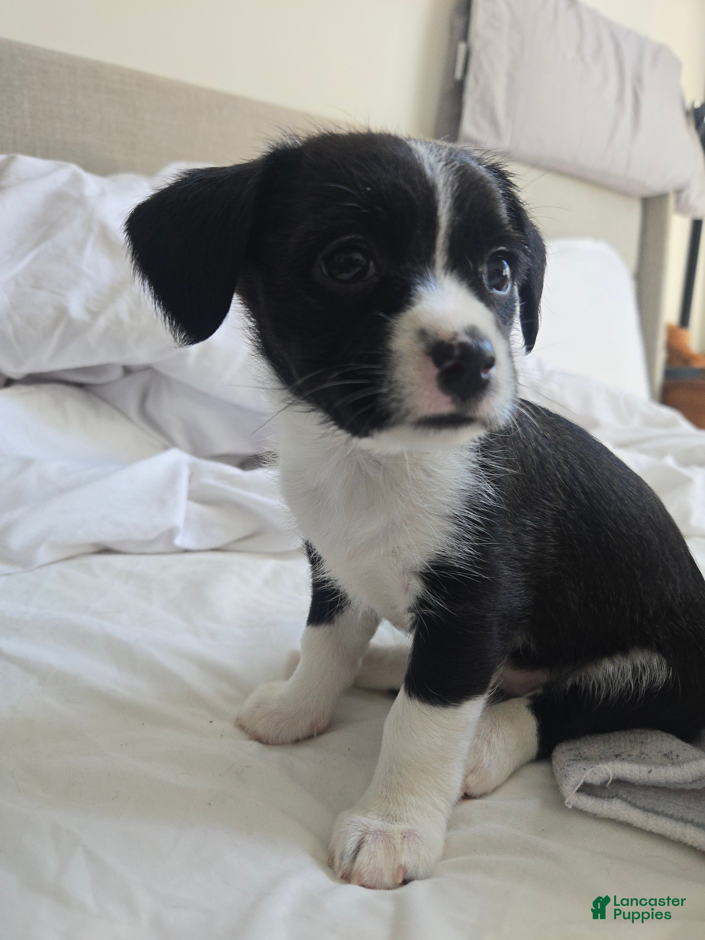 Mixed Breed dogs Mixed Breed Puppy 2 - Ad 20
