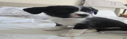 Mixed Breed dogs for sale: Mixed Breed Puppy 2 - Ad 1