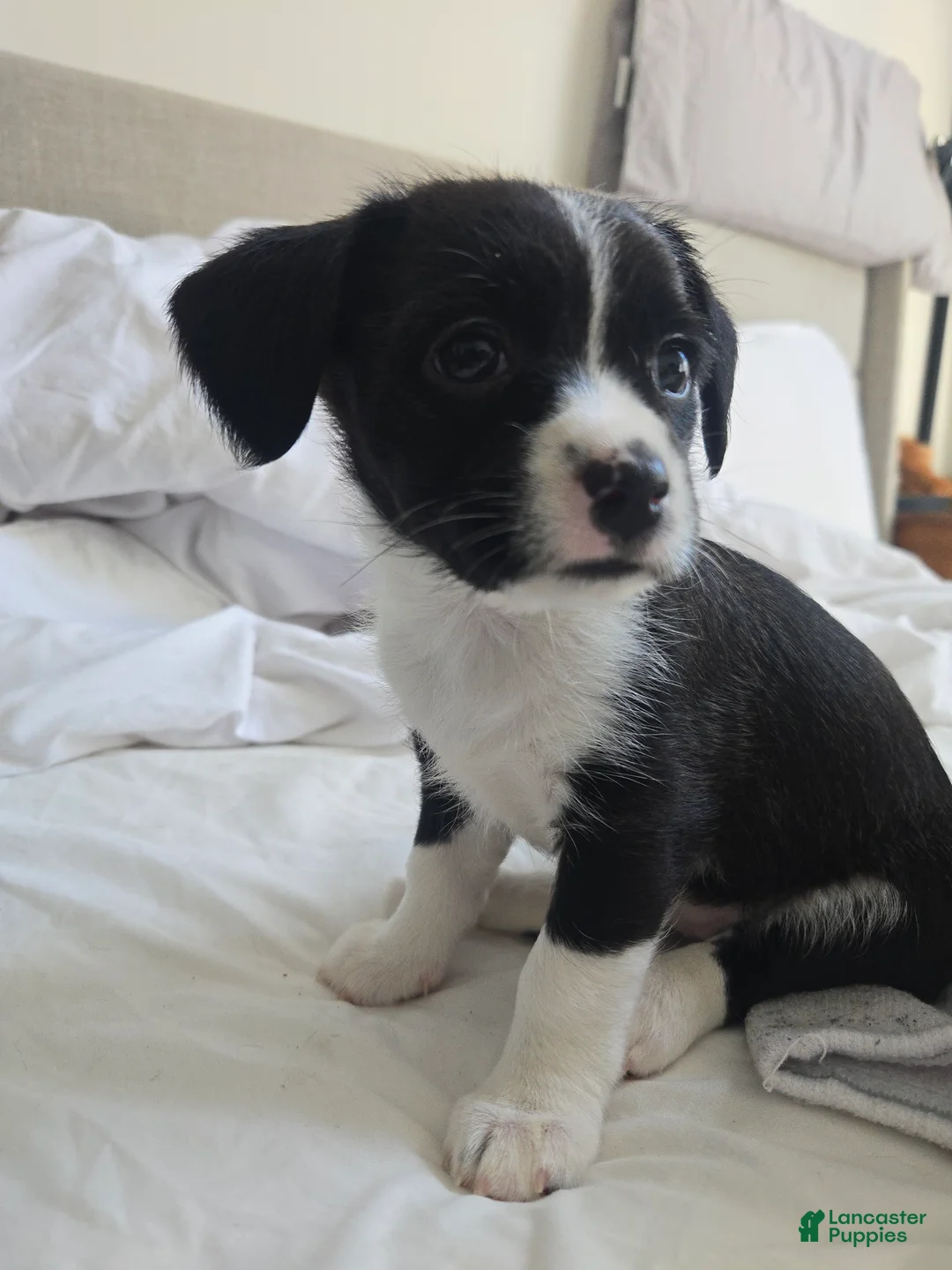 Mixed Breed dogs for sale: Mixed Breed Puppy 2 - Ad 1