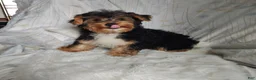 Yorkshire Terrier dogs for sale: Freddiola - Ad 1