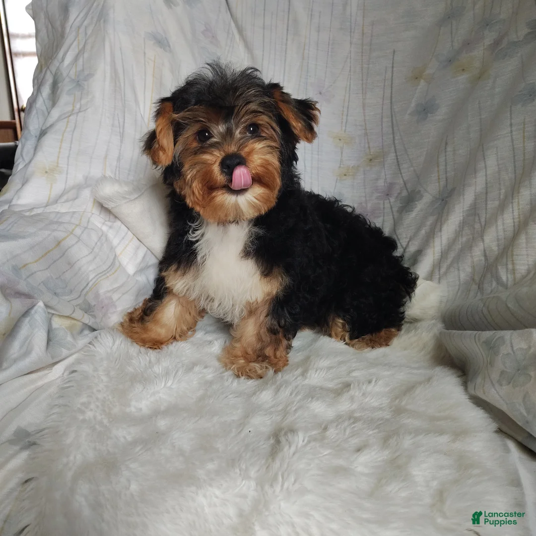 Yorkshire Terrier dogs for sale: Freddiola - Ad 1