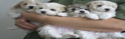 Bichpoo dogs for sale: Louie - Ad 2