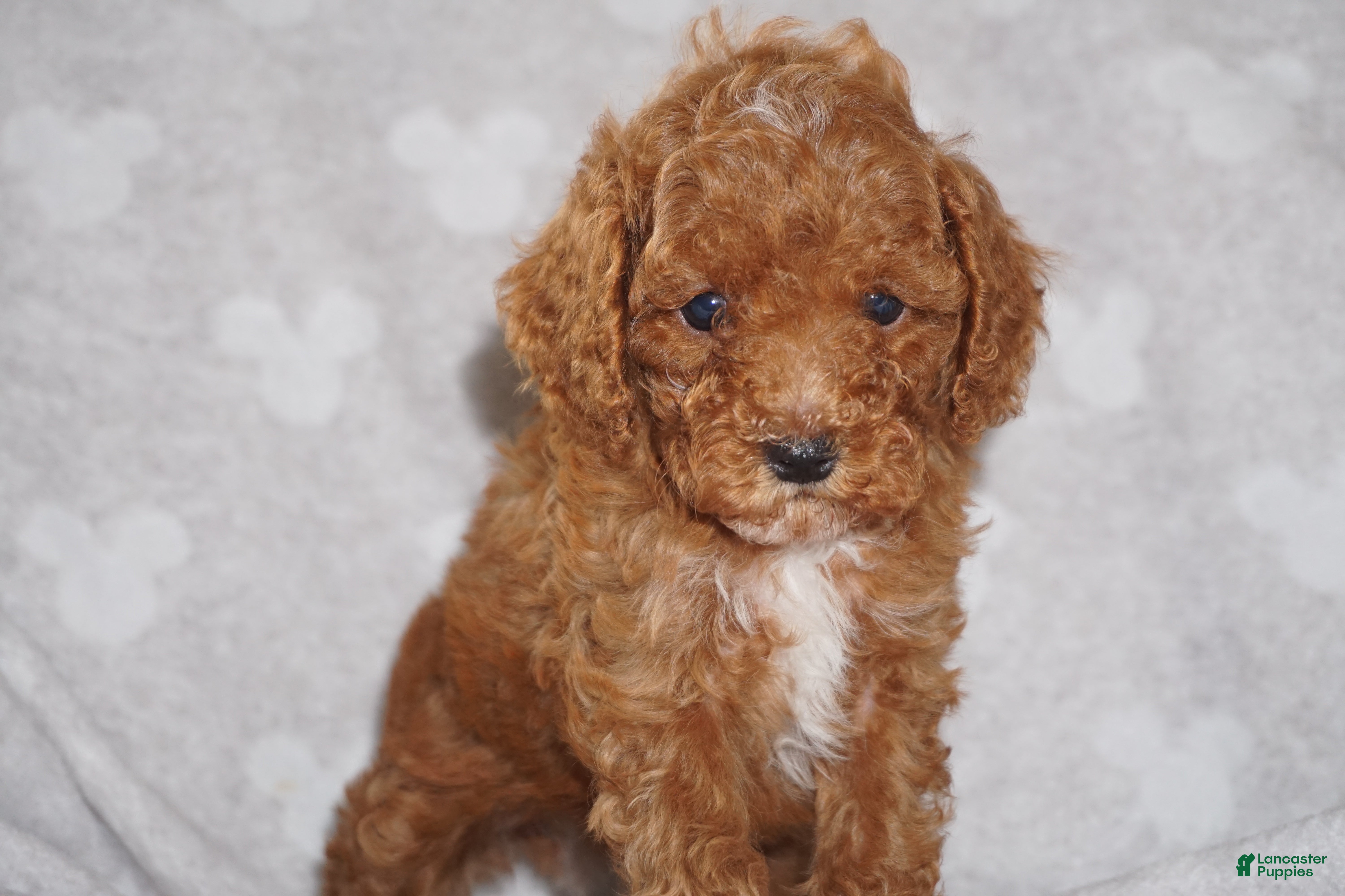 Miniature Poodle dogs GEORGE - Ad 1
