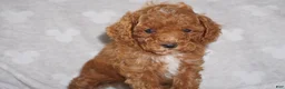 Miniature Poodle dogs for sale: GEORGE - Ad 1