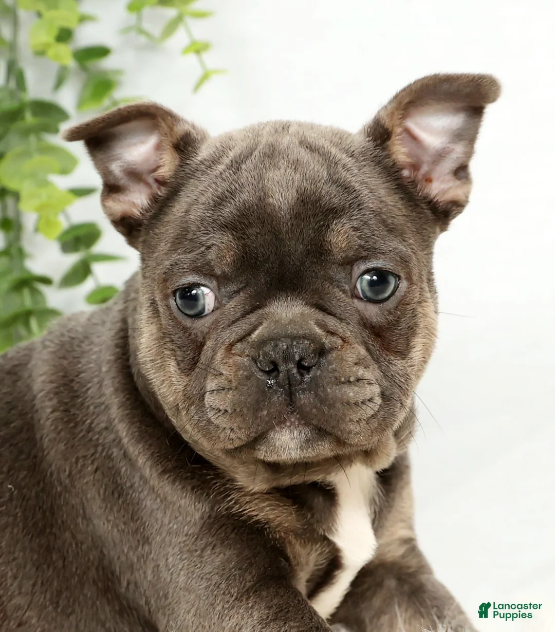 Frenchton dogs for sale: Kody - Ad 6