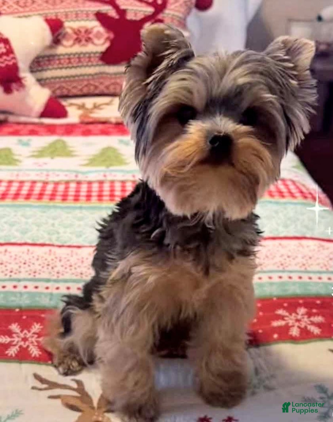 Gallery Image {{count}}