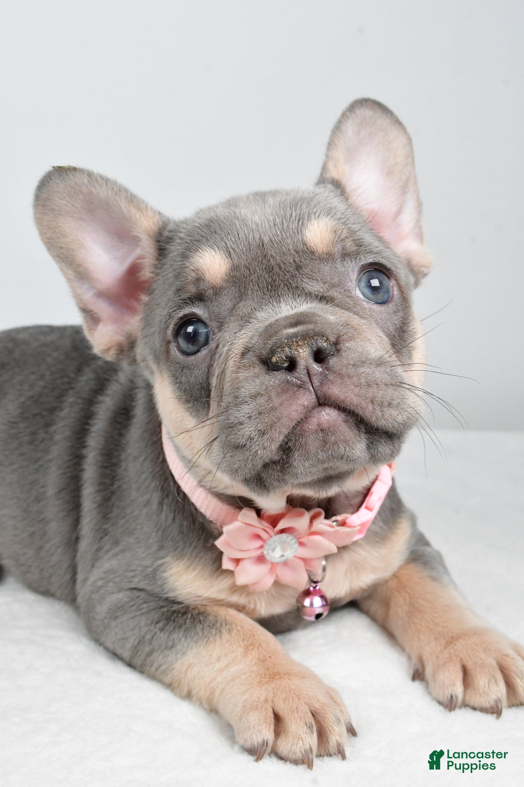 French Bulldog dogs for sale: Kelly - Ad 5