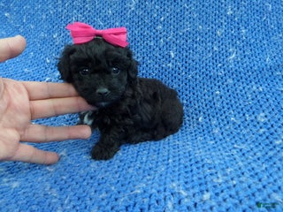 Shihpoo dogs - Ad 17