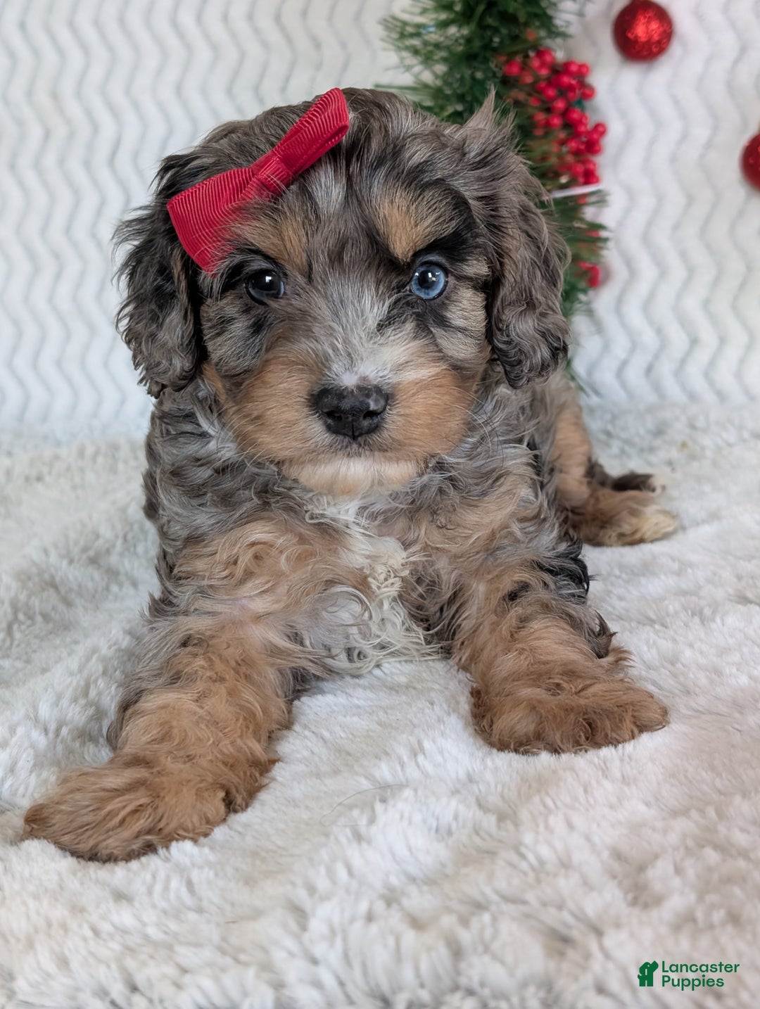 Cavapoo dogs for sale: Nemo - Ad 21
