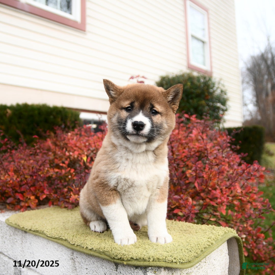 Shiba Inu dogs for sale: Felicity - Ad 3