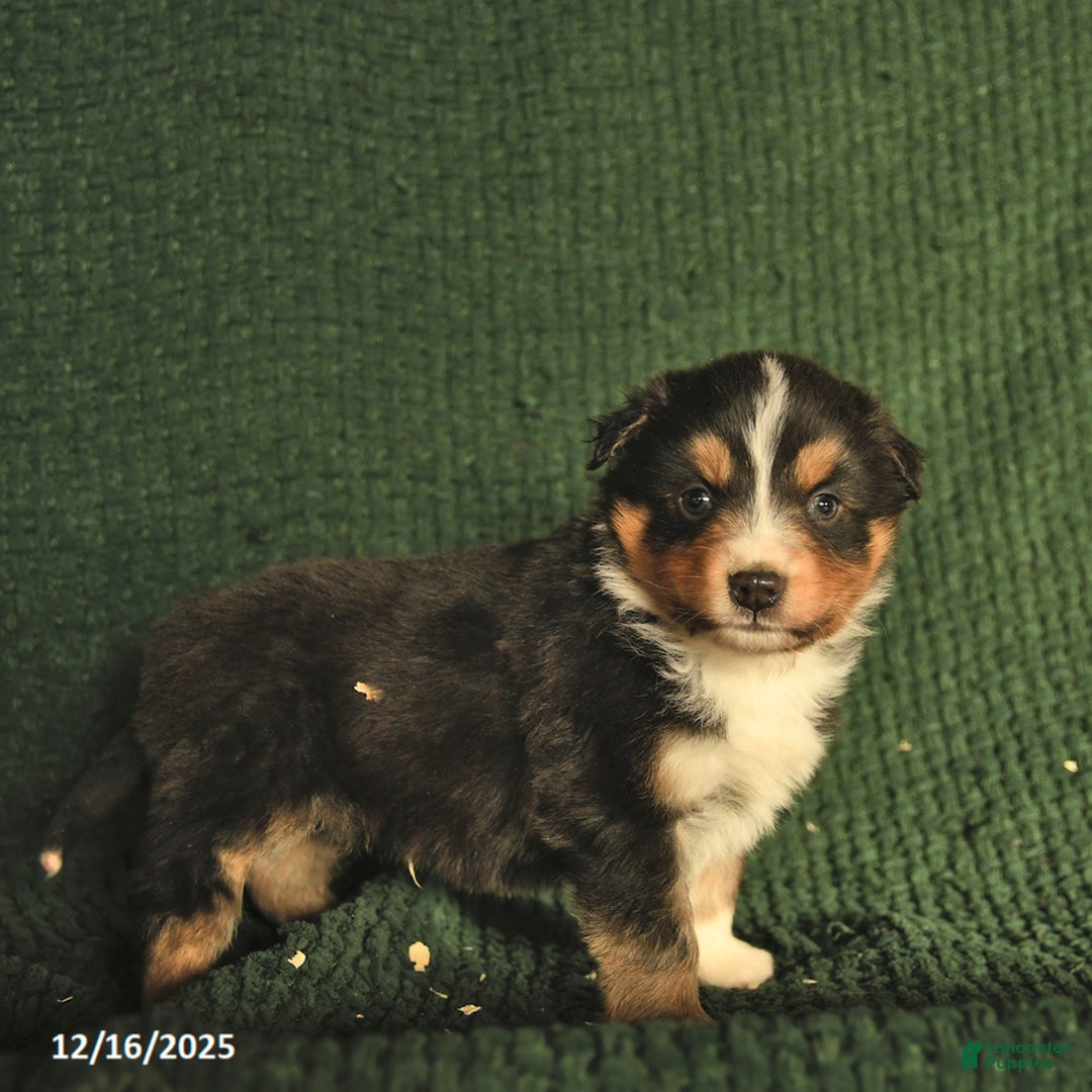 Australian Shepherd dogs for sale: Gray  - Ad 5