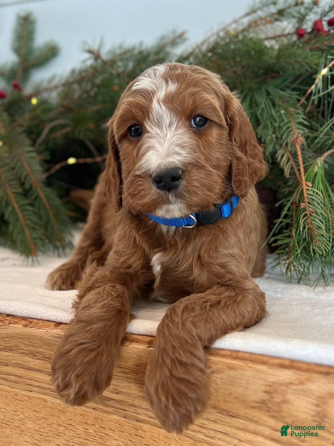 Irish Doodle dogs for sale: Theodore  - Ad 5