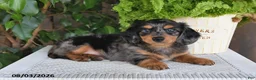 Miniature Dachshund dogs for sale: Sophia - Ad 4