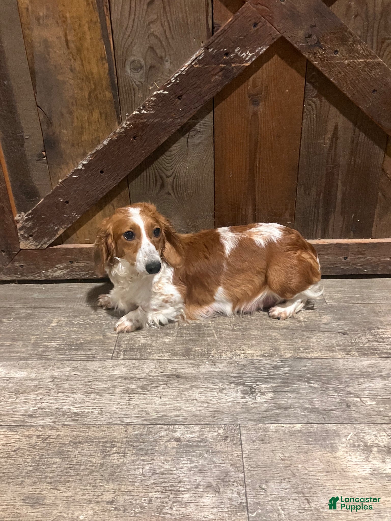 Dachshund dogs Dachshund Puppy 4 - Ad 2