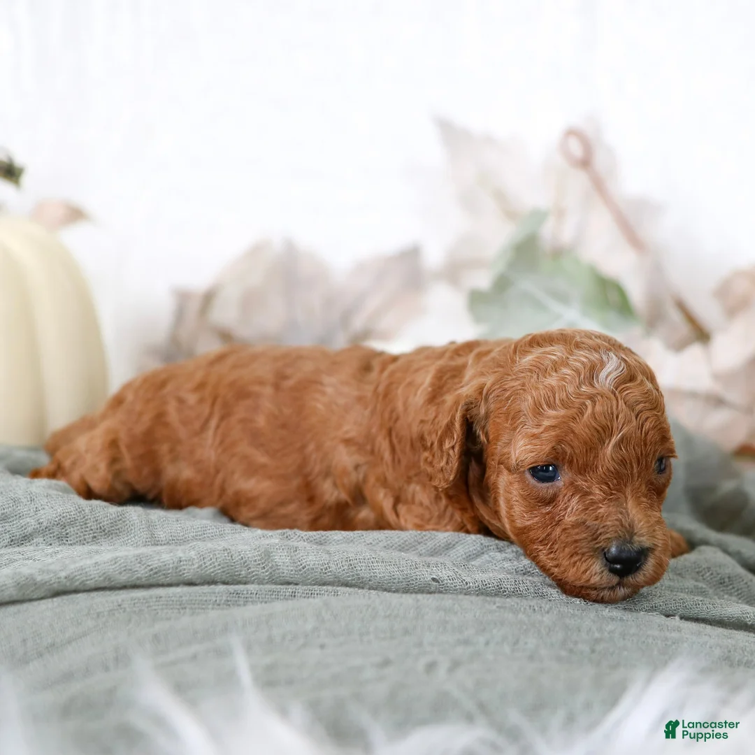 Cavapoo dogs for sale: Lucy Cavapoo  - Ad 3