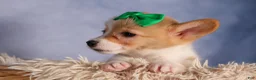 Welsh Corgi Pembroke dogs for sale:  Cody 🐾🐶 - Ad 11
