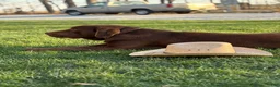 Labrador Retriever dogs for sale: Bear - Ad 7