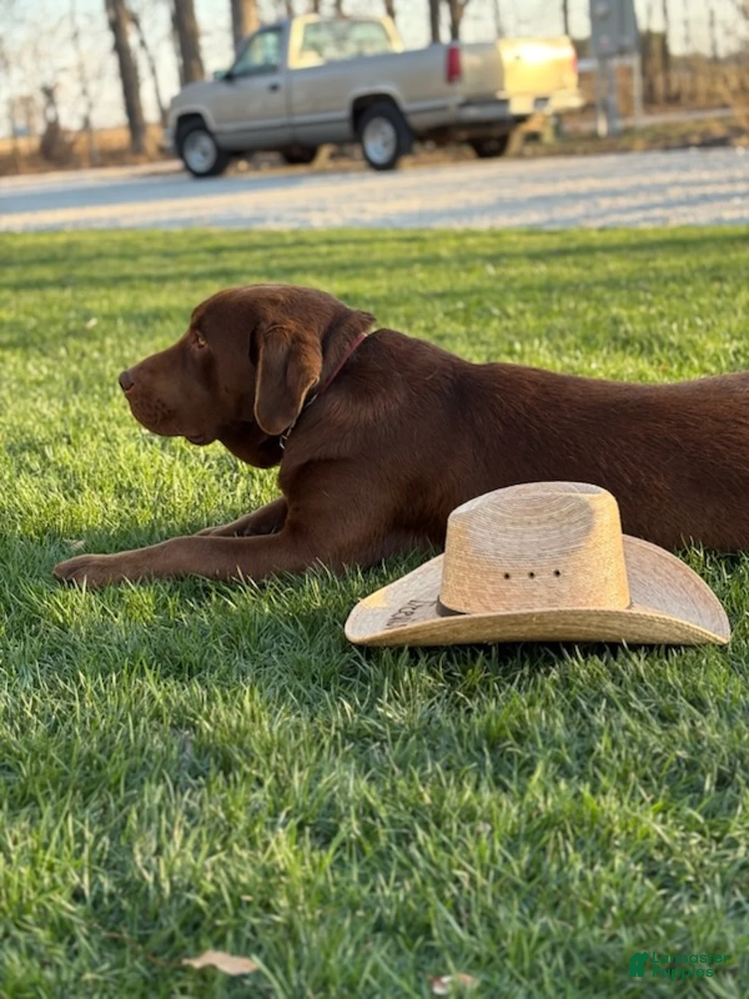 Labrador Retriever dogs for sale: Bear - Ad 7