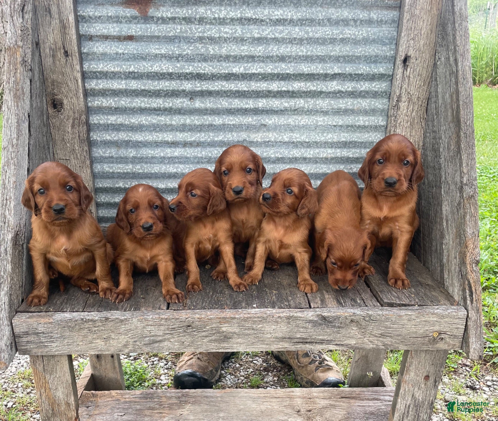 Irish Setter dogs Irish Setter 2 - Ad 1