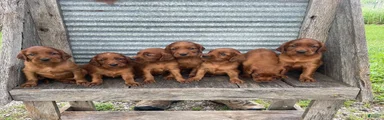 Irish Setter 2