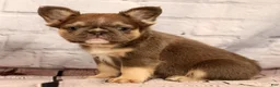 French Bulldog dogs for sale: Biscuit - Ad 2