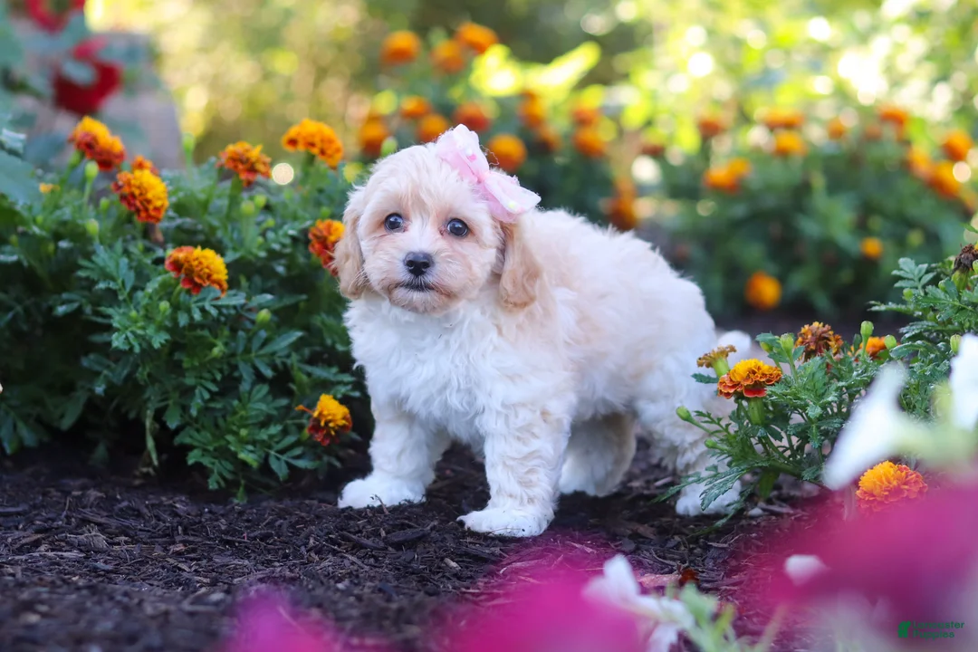 Havapoo dogs for sale: Nicole - Ad 2