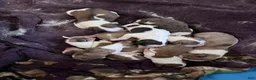 Mixed Breed dogs for sale: Mixed Breed 2 - Ad 9
