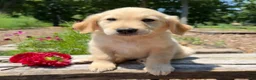 Golden Retriever dogs for sale: Jasper - Ad 3