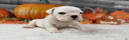 English Bulldog dogs for sale: Powder  - Ad 2