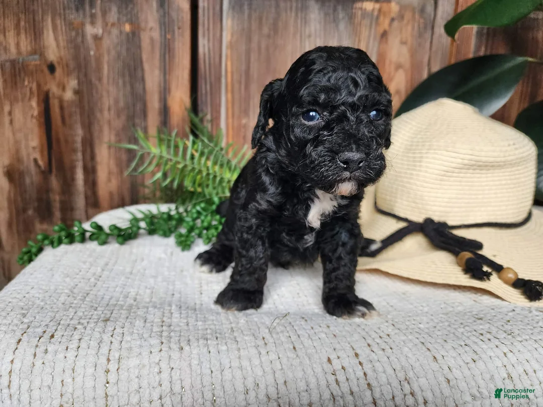 Mini Bernedoodle dogs for sale: Brock - Ad 2
